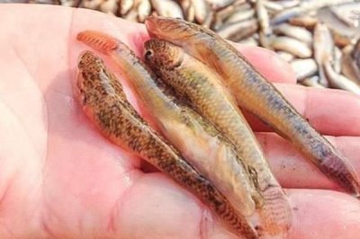 趴地虎魚的養(yǎng)殖方法，放苗前要消毒肥水