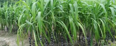 2025年回鄉(xiāng)創(chuàng)業(yè)適合種植什么作物，小麥、棉花及蔬菜都是適宜選擇