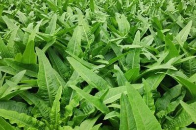 春種油麥菜注意事項，露地栽培可在五月中旬播種