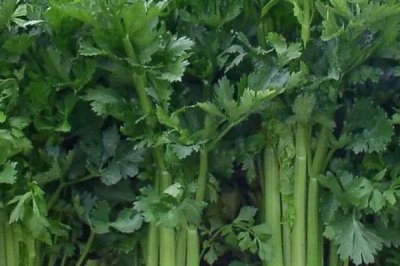 8月底適合種植什么蔬菜，可以種秋菠菜、茼蒿、香菜等