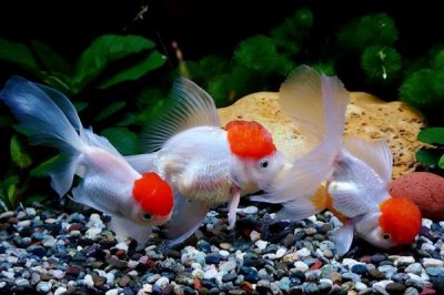 金魚吃水草嗎，喜愛水生植物但需多種飼料搭配喂養(yǎng)
