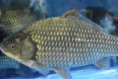 袖鉤的是什么魚鉤，是為鯽魚等小型魚類設(shè)計的