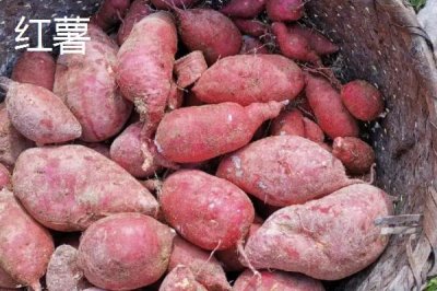 如何地窖貯藏地瓜，入窖前需重新挖窖