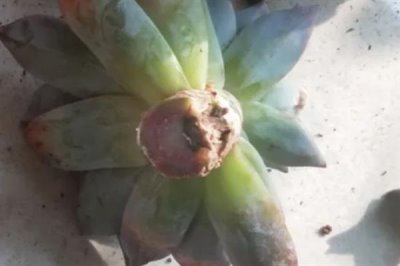 多菌靈可以治黑腐病嗎，多菌靈可以治黑腐病