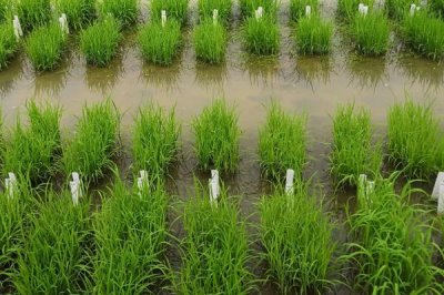 粵創(chuàng)優(yōu)金絲苗水稻品種簡(jiǎn)介，早造全生育期121～123天