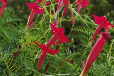 蔦蘿的花語，寓意相互幫助、忙忙碌碌等