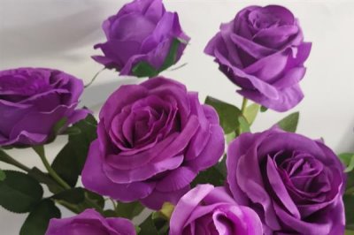 紫色玫瑰的花語，寓意浪漫真情、憂郁感傷等