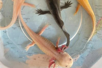 六角恐龍可以和魚混養(yǎng)嗎，無法在深水中活動不適合和魚類混養(yǎng)