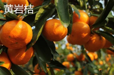 橘子品種介紹，產(chǎn)地不同各具特色