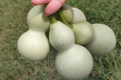 葫蘆有什么寓意，寓意著財富、富貴等