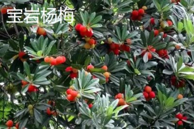 江蘇常州的特產(chǎn)，王莊西瓜是傳統(tǒng)農(nóng)產(chǎn)品