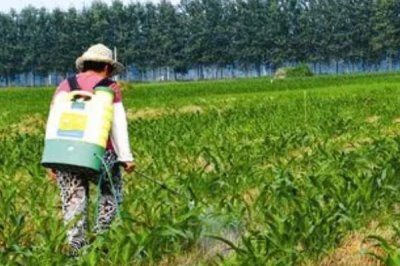 玉米除草劑一般什么時候打，在玉米3-5葉期時用藥