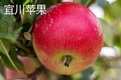 我國蘋果產(chǎn)地，主要集中在北方