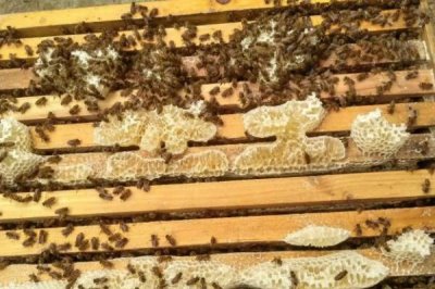 一箱蜜蜂一年產(chǎn)多少蜜，蜂種、蜜源、氣候和技術(shù)均會(huì)影響產(chǎn)量