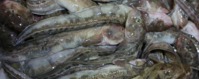 光魚的產(chǎn)地，在我國主產(chǎn)于東海、黃海、渤海