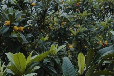 枇杷的管理方法，現(xiàn)核時要追施壯果肥