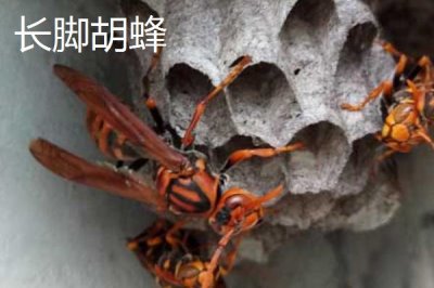 毒蜂的種類，常見以下10種