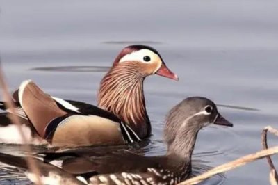 鴛鴦是什么動(dòng)物，為鴨科鴛鴦屬著名觀賞鳥(niǎo)類(lèi)