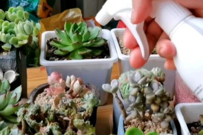 吡蟲啉在多肉上的使用方法，濃度不要太大且采用噴霧的方法