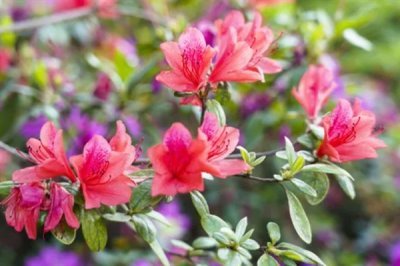 杜鵑花的花語(yǔ)，寓意繁榮昌盛、真誠(chéng)的愛(ài)等