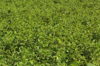 黑豆的生長要求，對土壤要求不高但需要較多水分