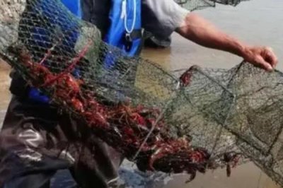 龍蝦的養(yǎng)殖方法，首先需要對池塘消毒