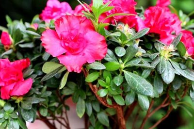 杜鵑花何時(shí)開(kāi)放，開(kāi)花時(shí)間取決于培育環(huán)境