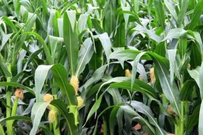 先玉1808玉米種子特征特性，適宜播期4月下旬－5月上旬
