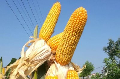 源育308玉米種簡介，喇叭口期注意用藥劑防治玉米螟