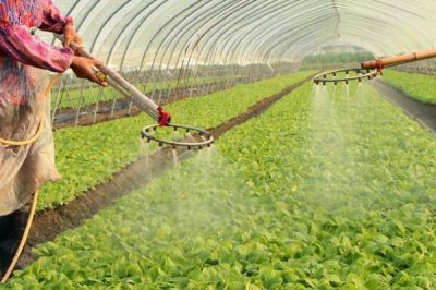 大棚蔬菜早春怎么施肥，澆灌緩苗水時(shí)可隨水沖施有機(jī)肥