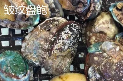 什么品種的鮑魚苗好，常見這6種