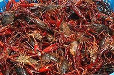 養(yǎng)殖龍蝦的成本，養(yǎng)殖當年每畝需投入2500-3000元左右