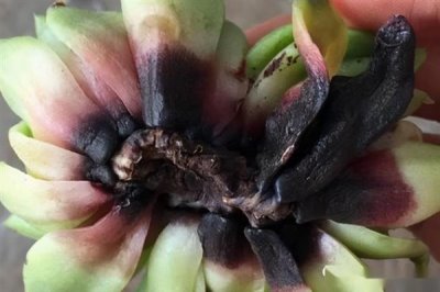 多菌靈可以治黑腐病嗎，多菌靈可以治黑腐病