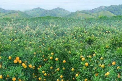 種植柑橘的條件，年降雨量需達到1200-2000毫米
