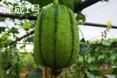 短棒形絲瓜品種有哪些，常見(jiàn)的有胖胖1號(hào)、牛奶2號(hào)、亞華短棒等