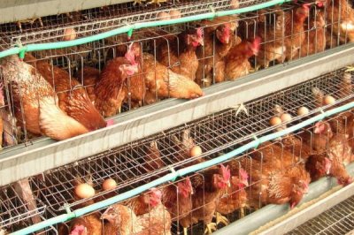 蛋雞喂什么料下蛋多，可飼喂高蛋白質(zhì)的飼料