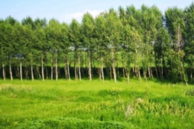 巴馬香豬怎么養(yǎng)殖，室外溫度超過20℃時可進(jìn)行放牧