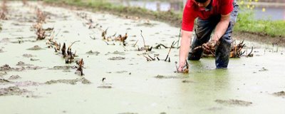 蓮藕淺水定向種植方法，平斜栽植、栽后保持3-5厘米的淺水層