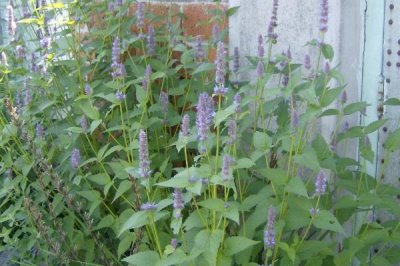 藿香什么時候開花，每年6-9月開花