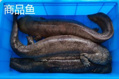 娃娃魚商品魚和種魚的鑒別方法，商品魚的色澤一般比較蒼白