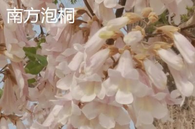 泡桐樹什么時候開花，一般3-4月開花