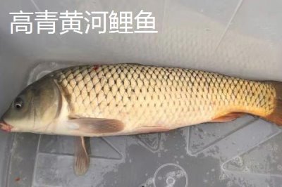 山東淄博高青縣的特產，高青黑牛口感鮮嫩價優(yōu)物美