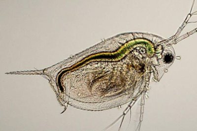 錦鯉魚吃什么食物，分為植物性飼料、動物性飼料、合成飼料