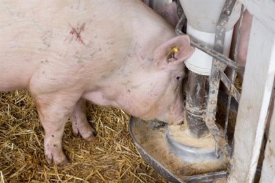 豬飼料能不能長期添加葡萄糖，葡萄糖不可以長時間使用
