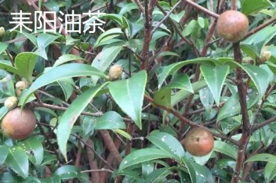 湖南省芷江侗族自治縣的特產(chǎn)，雪峰山魚腥草曾被侗民稱為仙草