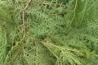 植物自制農(nóng)藥的方法有哪些，常用有這6種