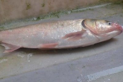 10米魚竿怎么拋出去，多數(shù)都是用長竿短線