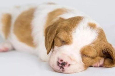 感染犬瘟熱的四類疾病類型，首先是呼吸道的疾病癥狀