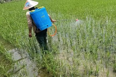 除草劑的分類，可按殺滅方式和作用方法來(lái)分類
