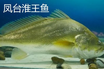 安徽省鳳臺縣的特產(chǎn)，朱馬店糯米屬于米中上品